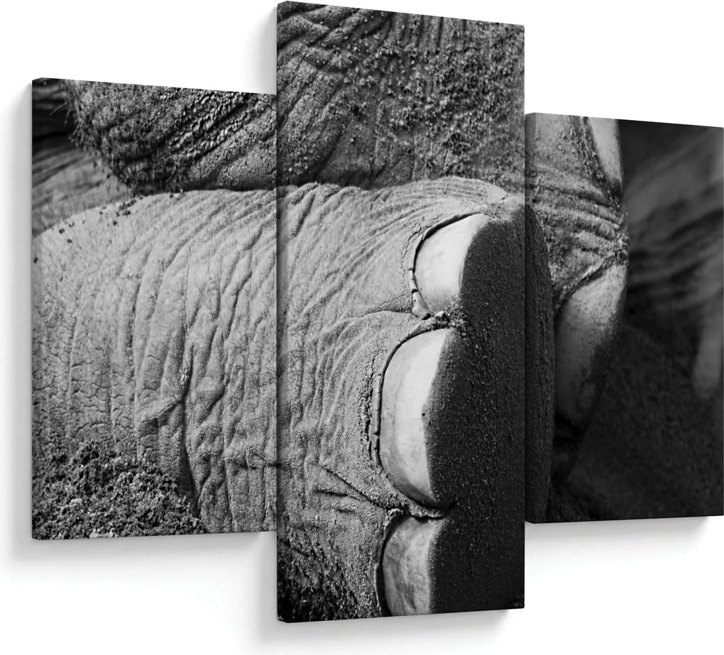 Tablou - Picior de elefant (90x60 cm)