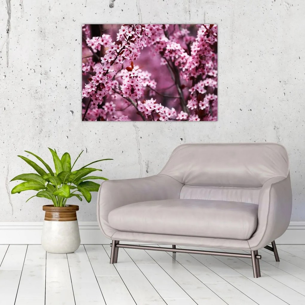 Tablou pe sticlă - Sakura roz (70x50 cm)