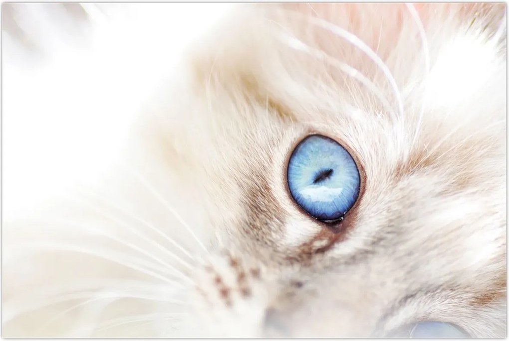 Tablou - Pisicuță (90x60 cm)