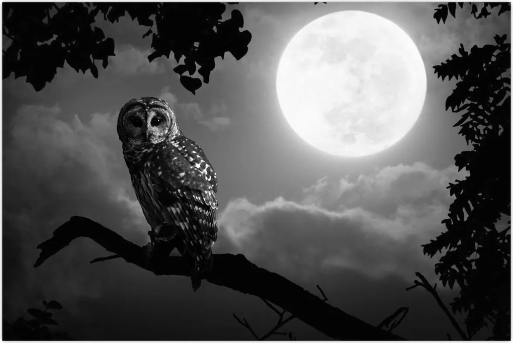 Tablou - Bufniță de noapte, alb și negru (90x60 cm)