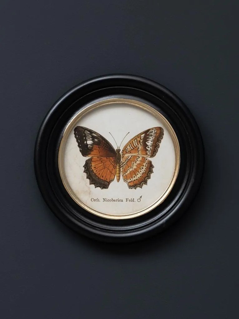 Set 4 tablouri cu fluturi, cu rama din lemn de pin, Butterfly