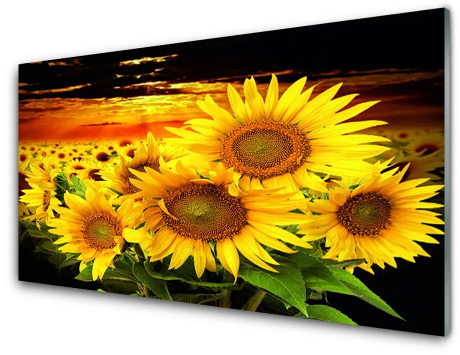 Tablouri acrilice Floarea soarelui Floral Galben Maro