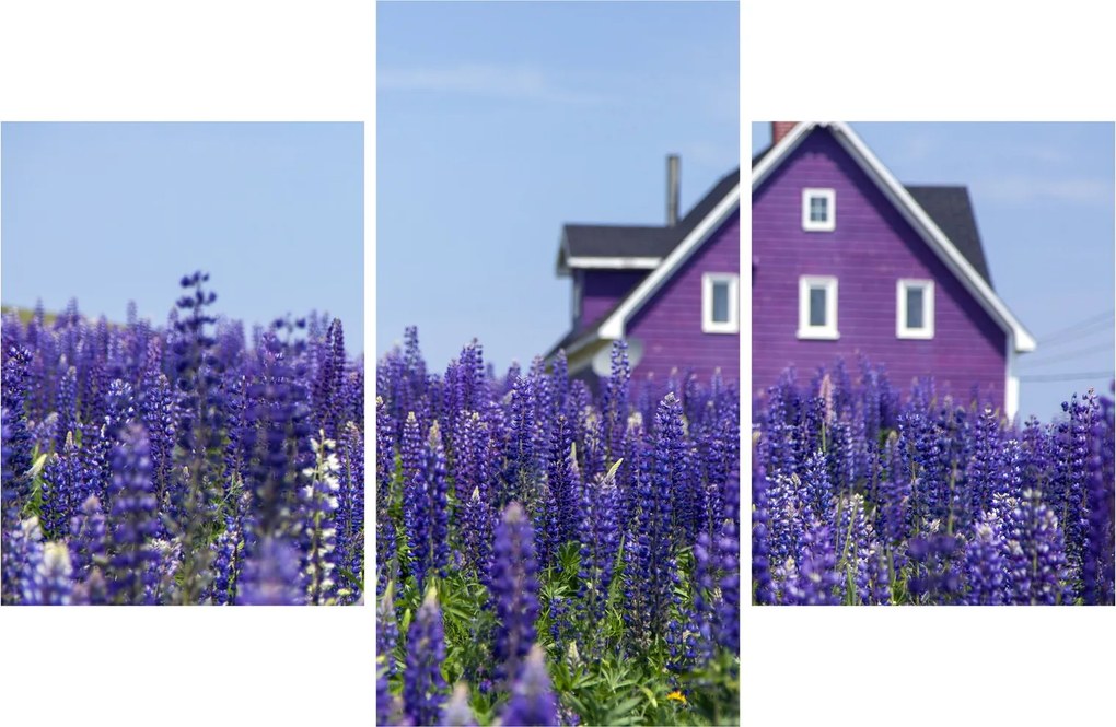 Tablou cu câmp de lavanda (90x60 cm)