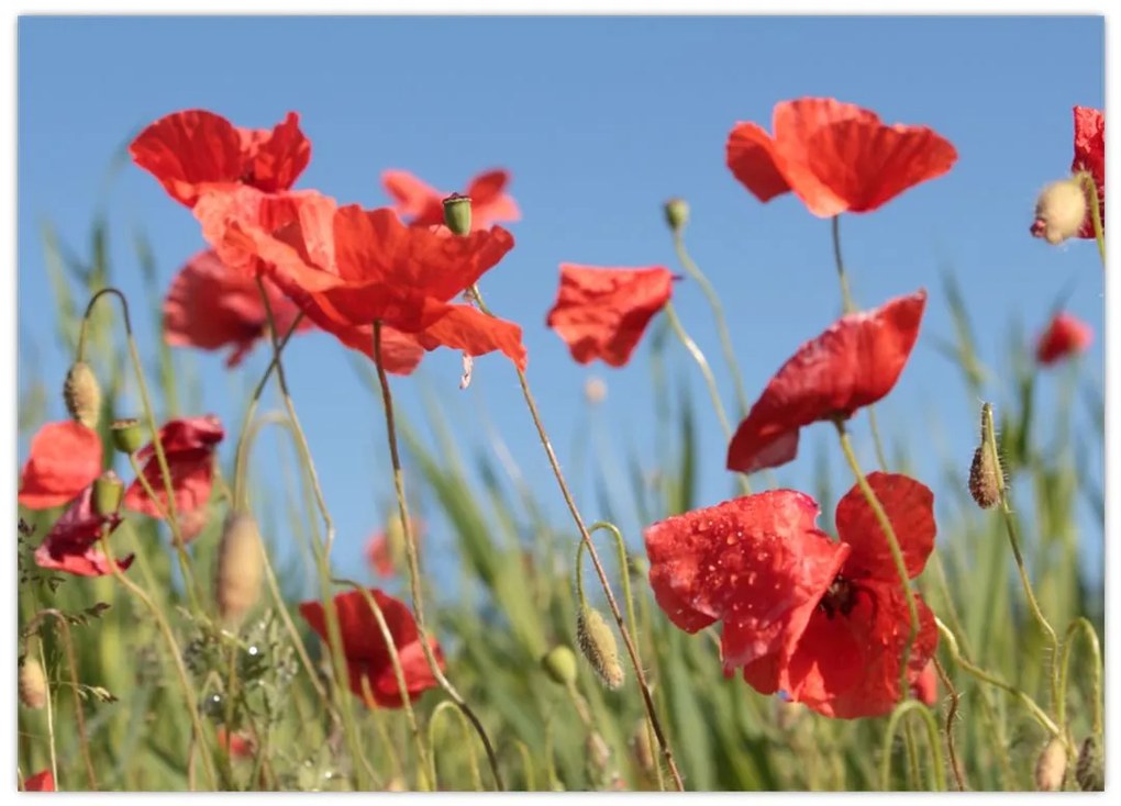 Tablou - Maci (70x50 cm)