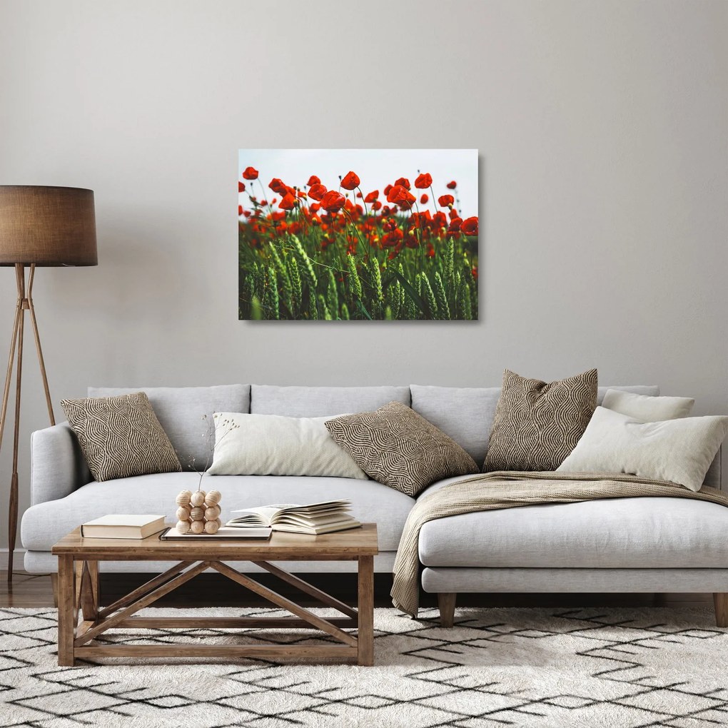 Tablou pe sticlă - Maci în vânt (70x50 cm)