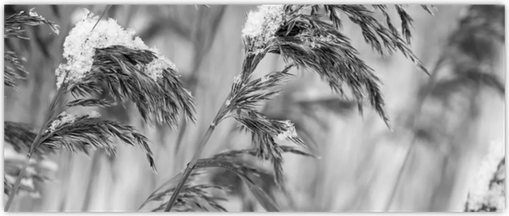 Tablou - Tei,alb-negru (120x50 cm)