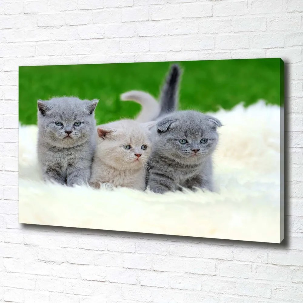 Imprimare tablou canvas Trei pisici pe o pătură