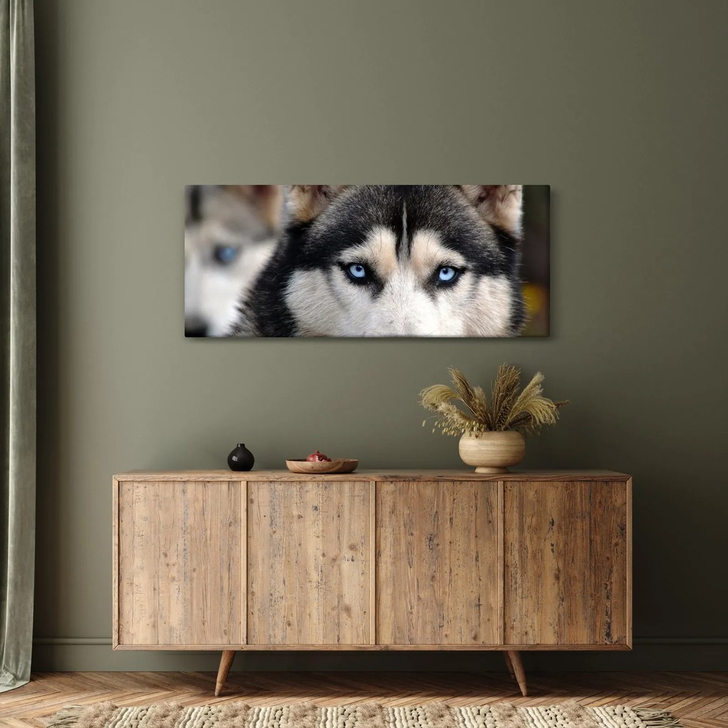 Tablou cu câinele husky (120x50 cm)