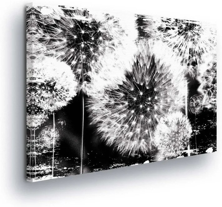 GLIX Tablou - Blooming Dandelions in Black and White Design 100x75 cm