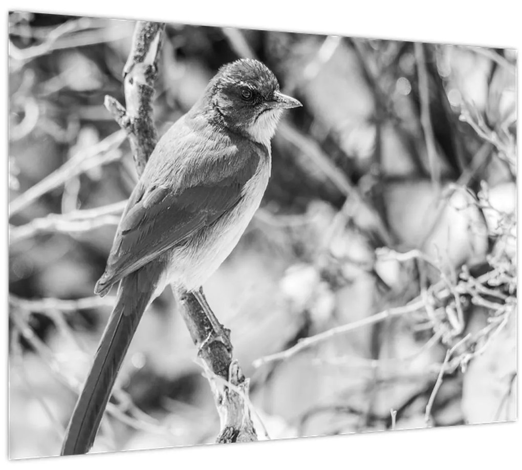 Tablou - Bluebird în timpul iernii (70x50 cm)
