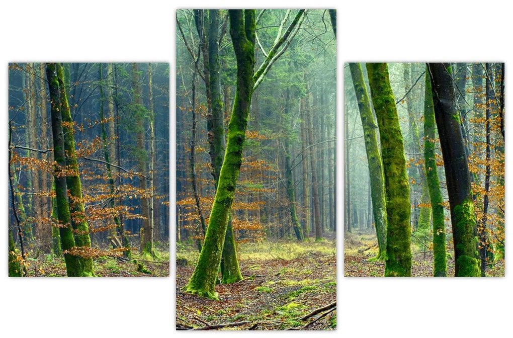 Tablou cu pădure (90x60 cm)