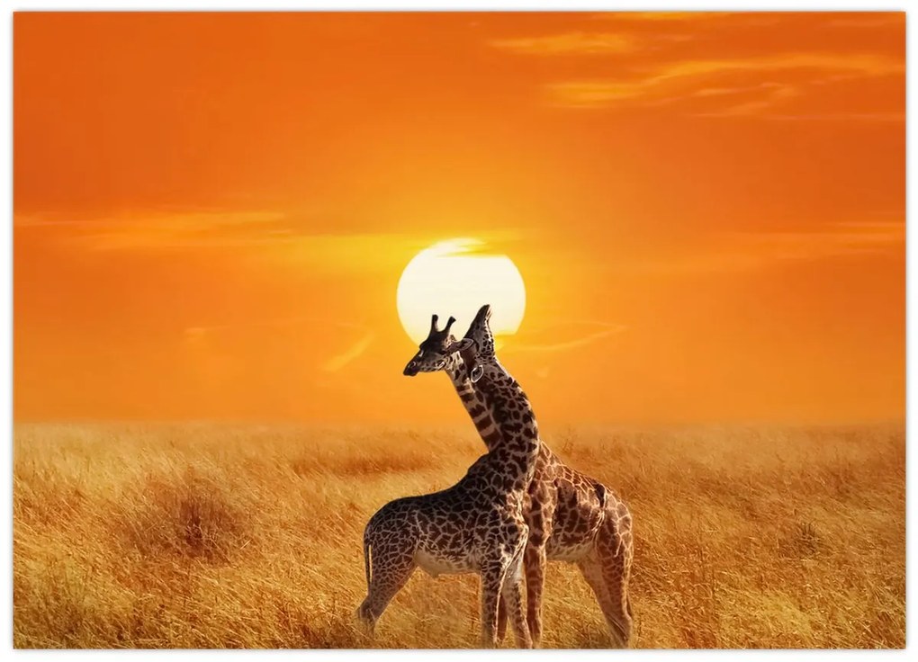 Tablou pe sticlă - Girafe în Parcul Național Serengeti (70x50 cm)