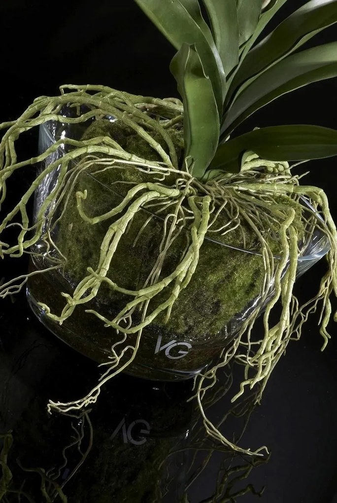 Aranjament floral elegant NEW PLANT VANDA 1141133.95