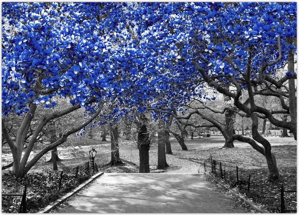 Tablou - Copaci albaștri Central Park, New York (70x50 cm)
