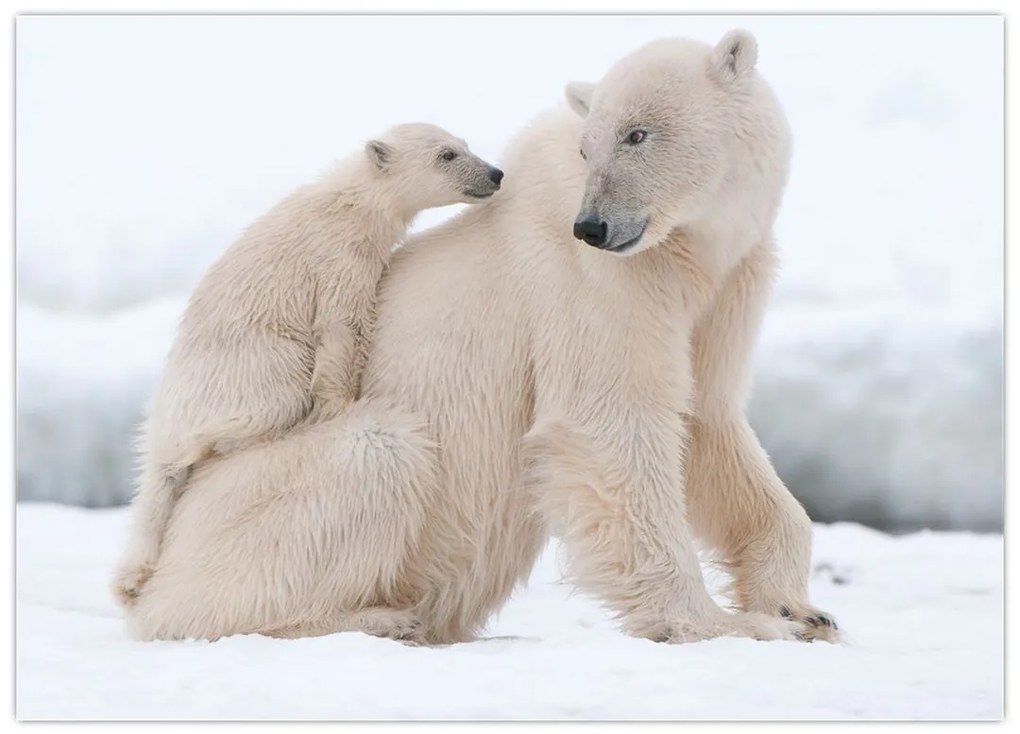 Tablou pe sticlă - Urs polar (70x50 cm)