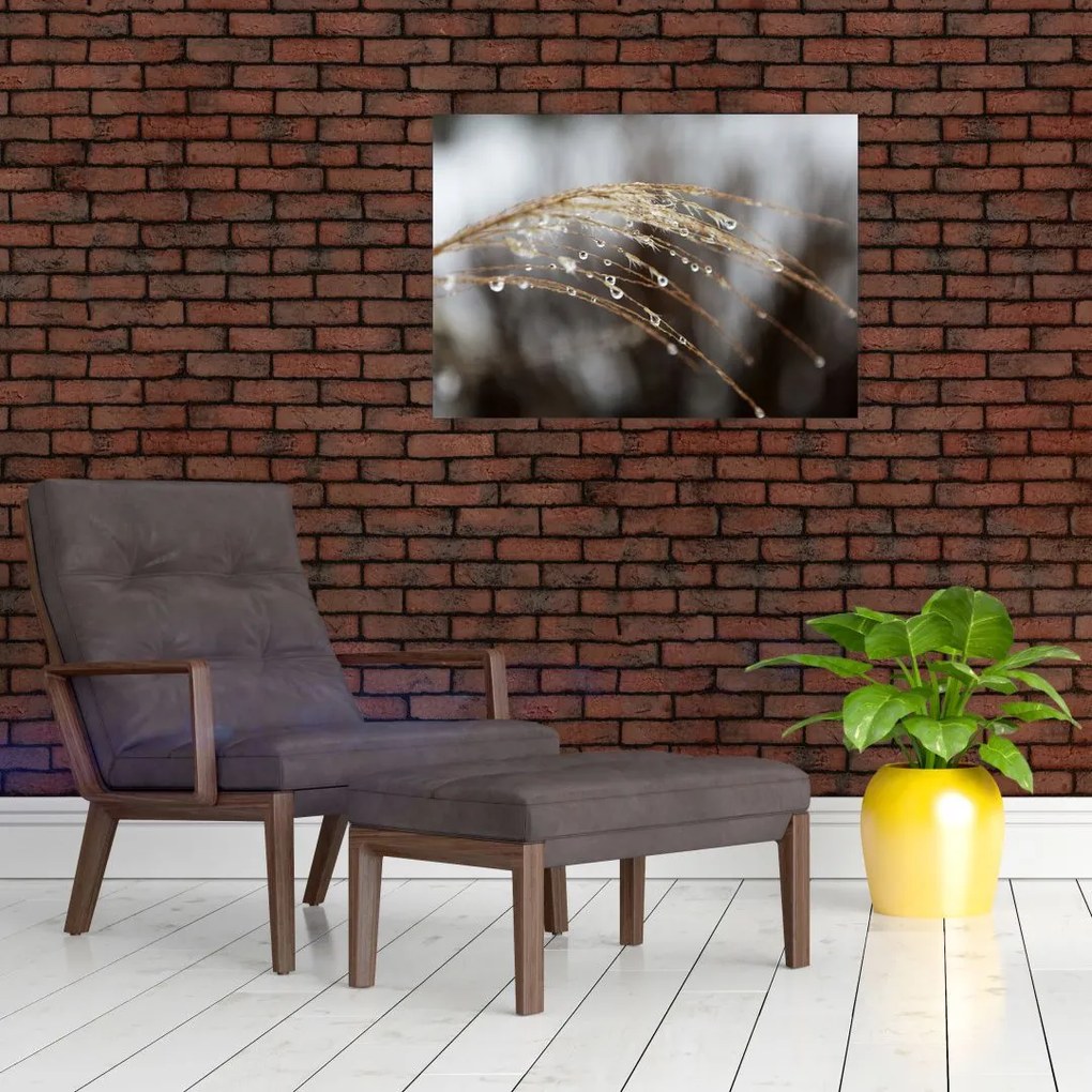 Tablou pe sticlă - Picături pe plantă (70x50 cm)