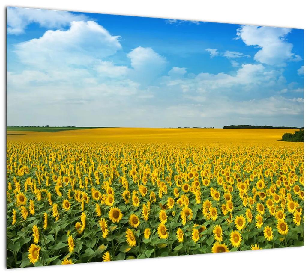Tablou - câmp cu floarea soarelui (70x50 cm), în 40 de alte dimensiuni noi