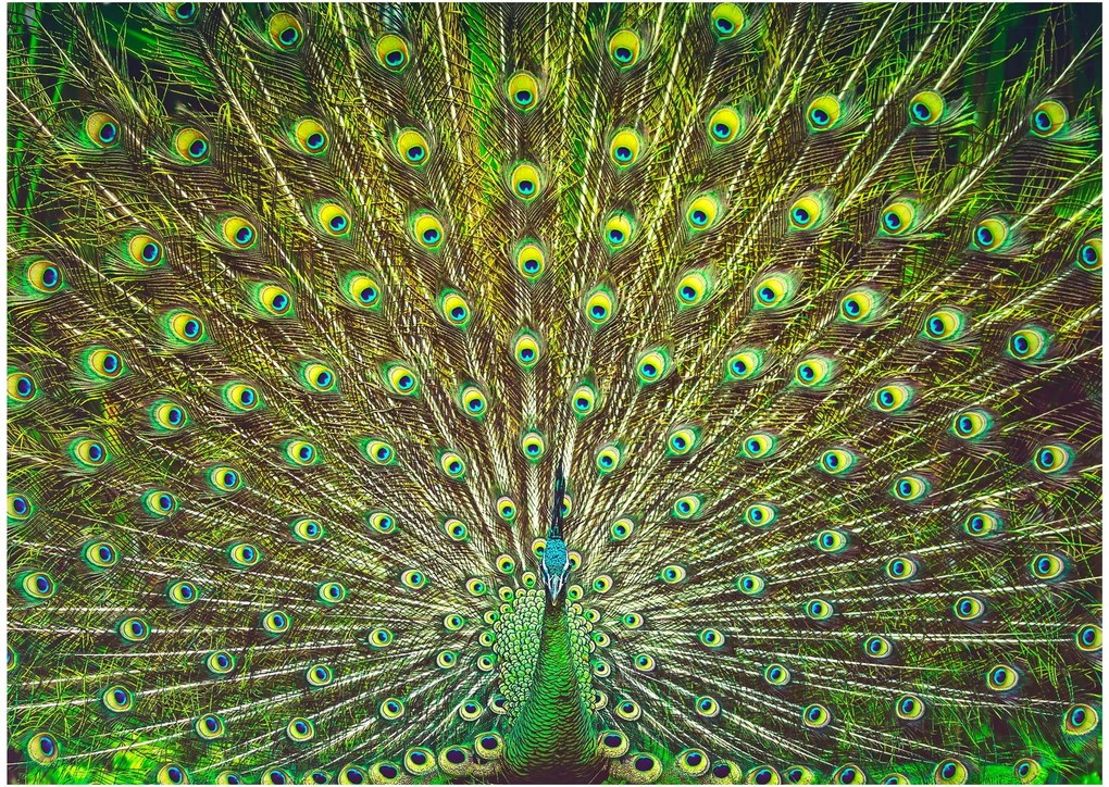 Tablou pe sticlă - Peacock (70x50 cm)