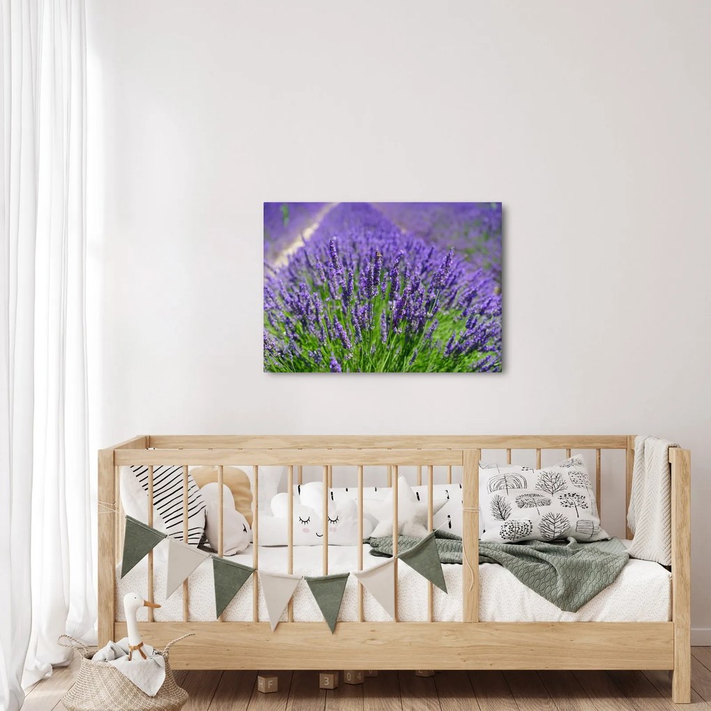 Tablou - lavanda (70x50 cm)