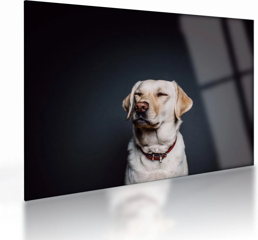 Tablou pe sticlă cu labrador (70x50 cm)