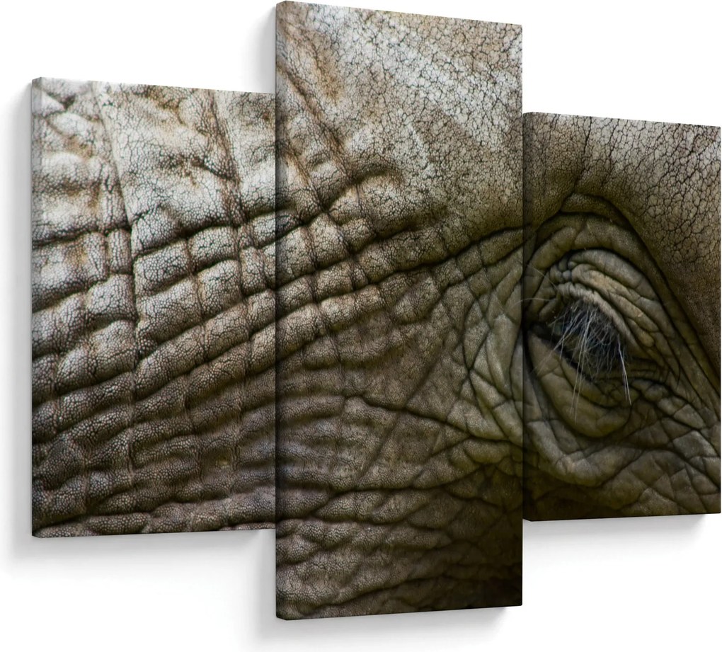 Tablou - Prim-planul ochiului de elefant vechi (90x60 cm)