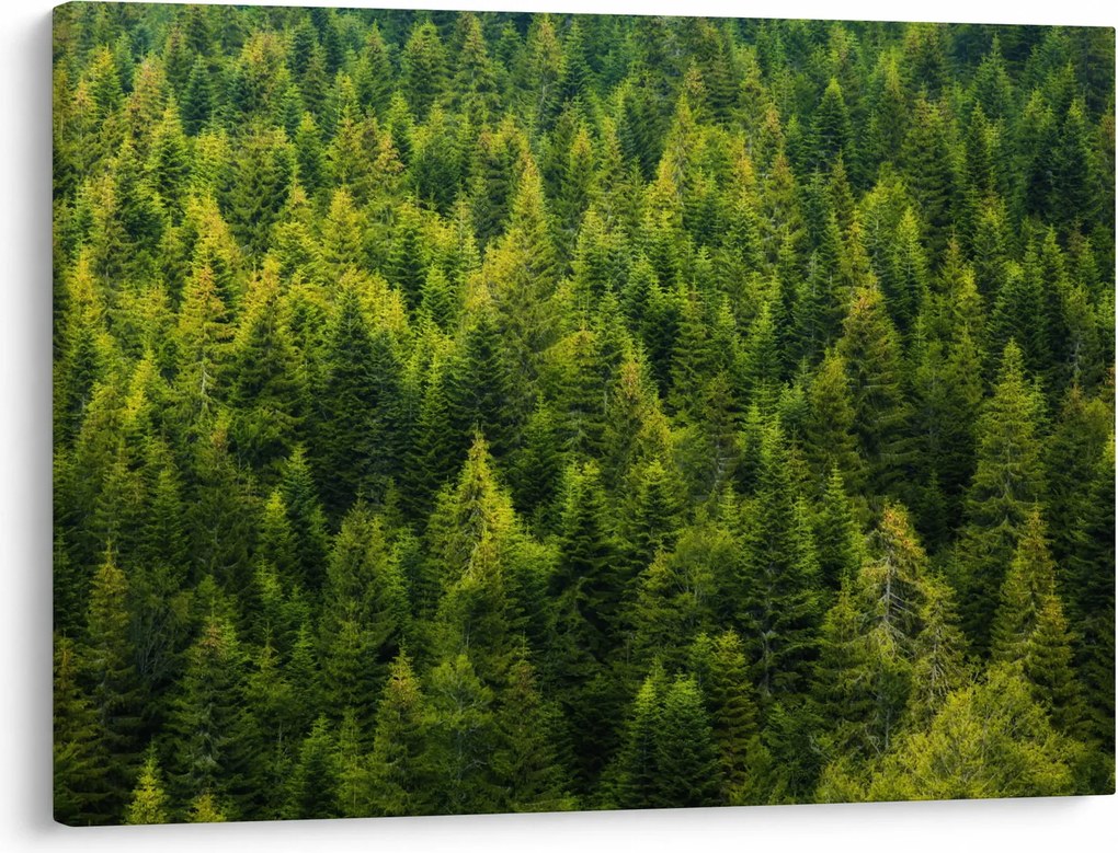 Tablou - Pădure deasă (70x50 cm)