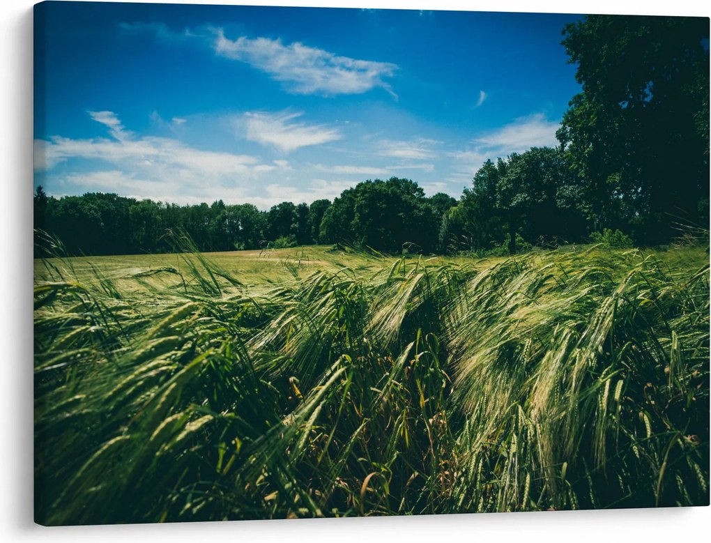 Tablou cu linca și pădure (70x50 cm)