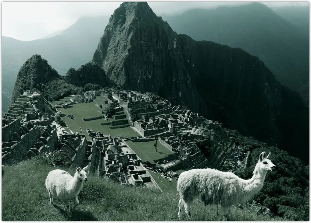 Tablou pe sticlă - Lamas la Machu Picchu în Peru (70x50 cm)