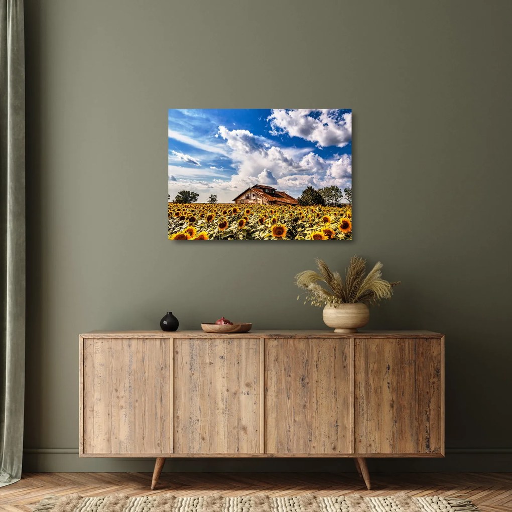 Tablou pe sticlă cu câmp de floarea soarelui (70x50 cm)