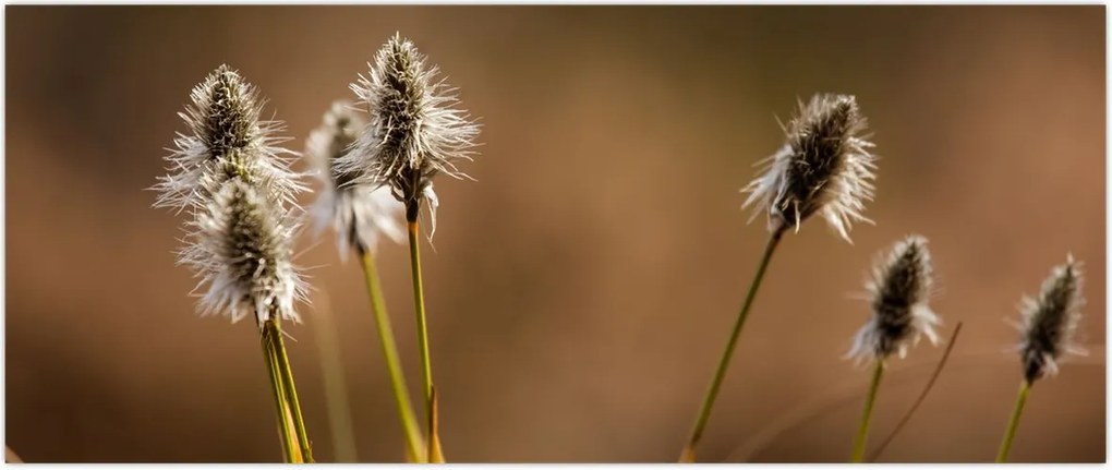 Tablou - Iarbă (120x50 cm)