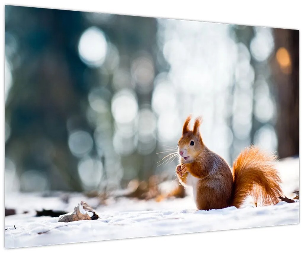 Tablou - Veveriță (90x60 cm)