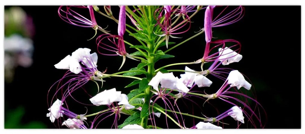 Tablou cu floare (120x50 cm)