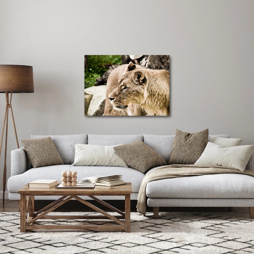 Tablou cu leoaică (70x50 cm)
