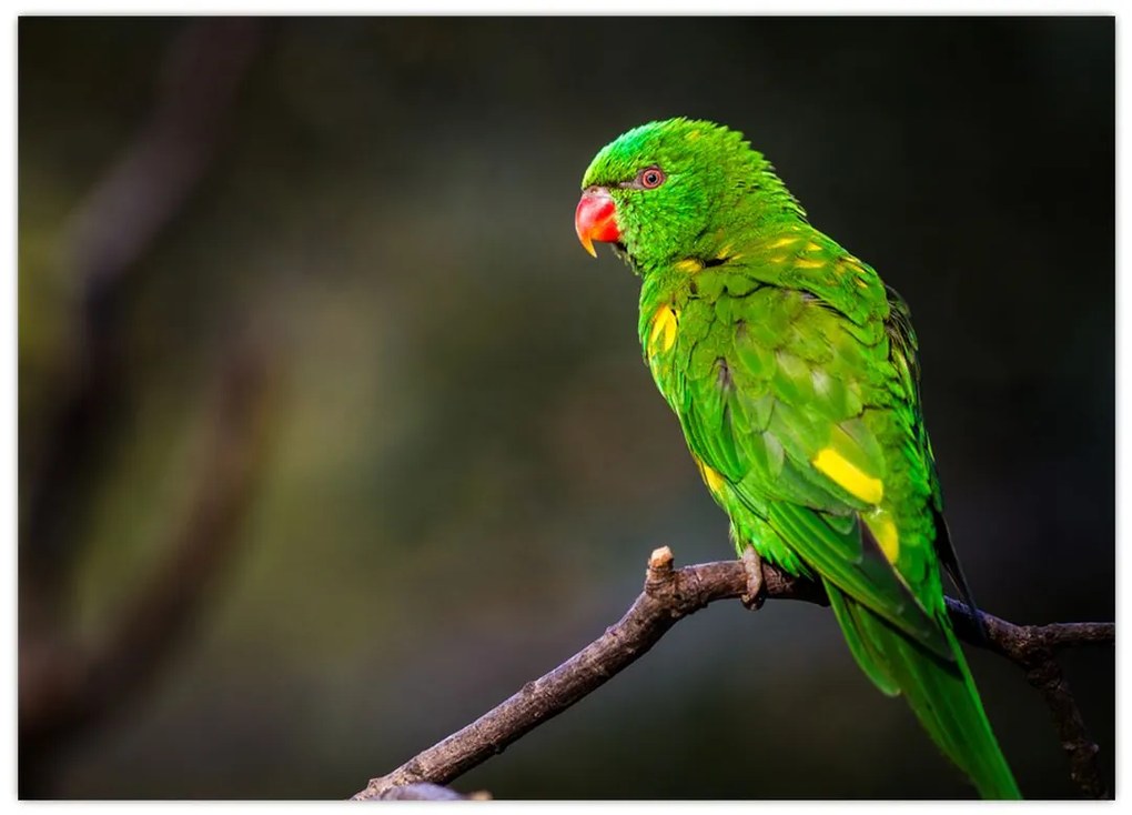 Tablou cu papagal pe greangă (70x50 cm)
