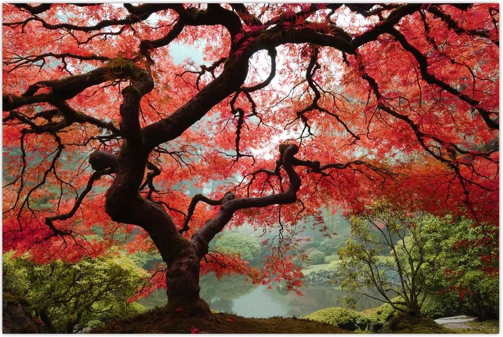 Tablou - Arțarul japonez roșu, Portland, Oregon (90x60 cm)