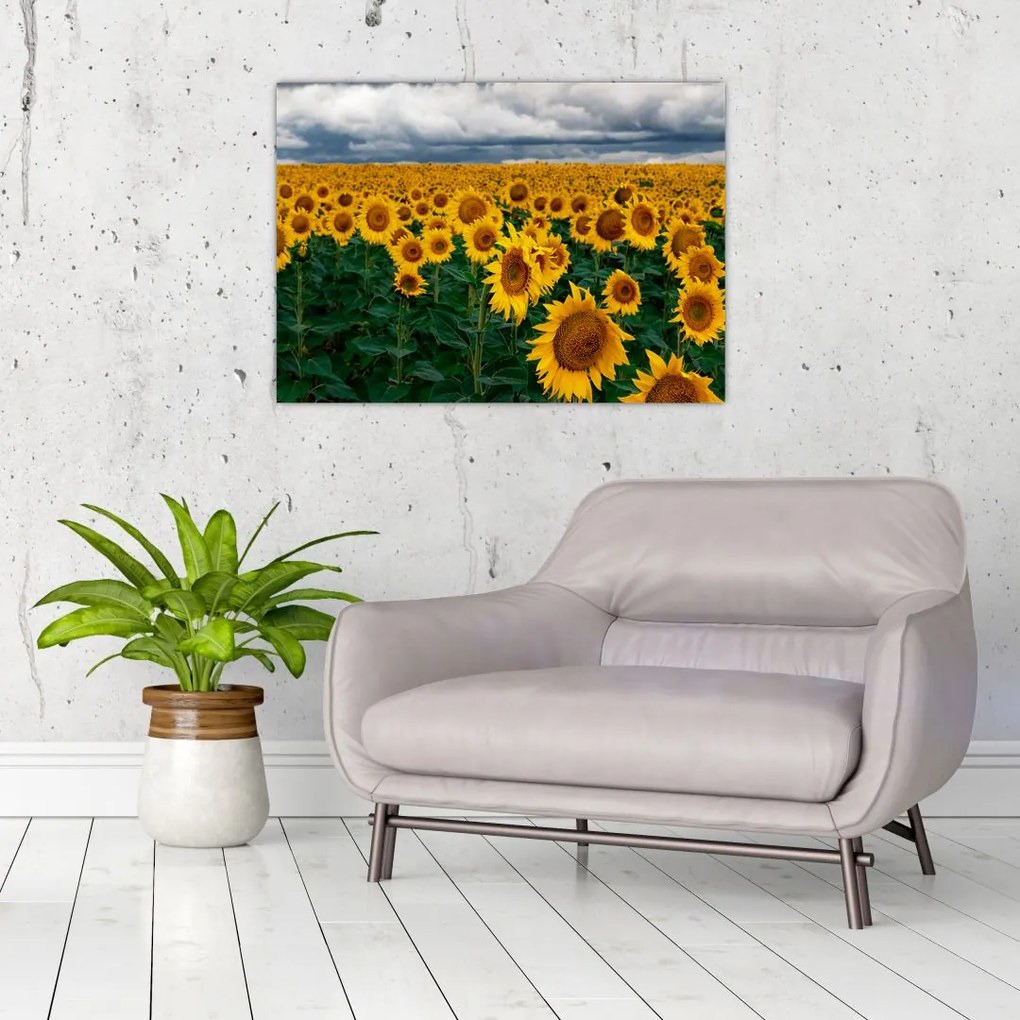 Tablou pe sticlă câmpului de floarea soarelui (70x50 cm)