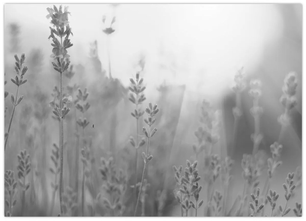 Tablou pe sticlă - Lavanda (70x50 cm)