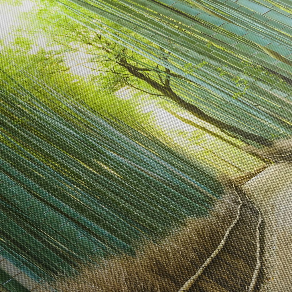 Tablou - Pădure de bambus (90x60 cm)