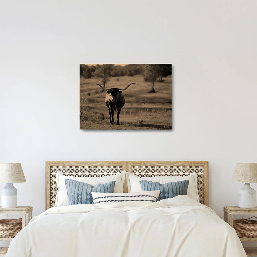 Tablou pe sticlă - Vacă din Texas (70x50 cm)
