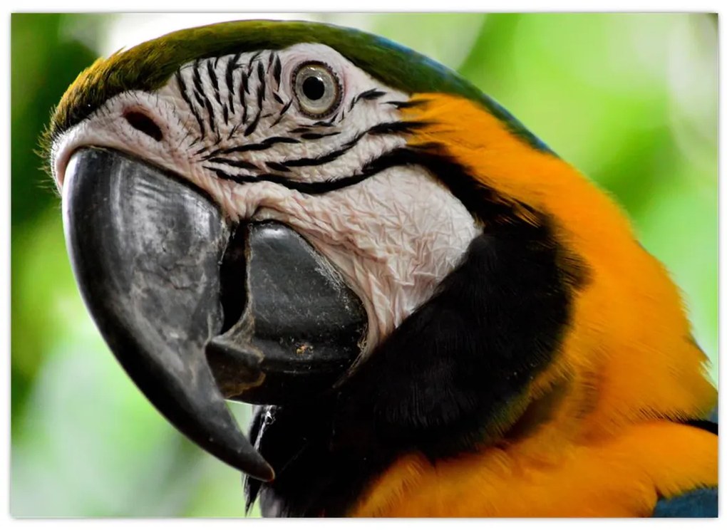 Tablou cu papagal (70x50 cm)