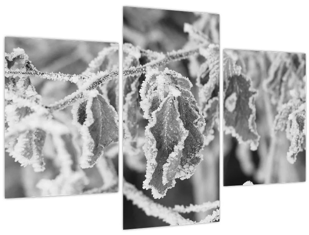 Tablou - Frunze înghețate,alb-negru (90x60 cm)
