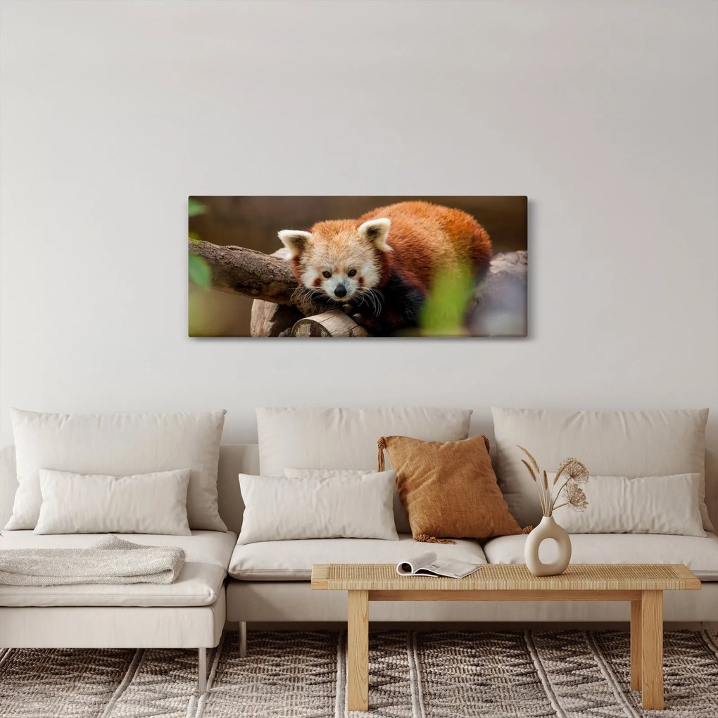 Tablou cu panda roșie (120x50 cm)