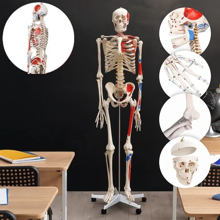 JAGO Anatomia umană Schelet cu detalii de musculari, 181 cm