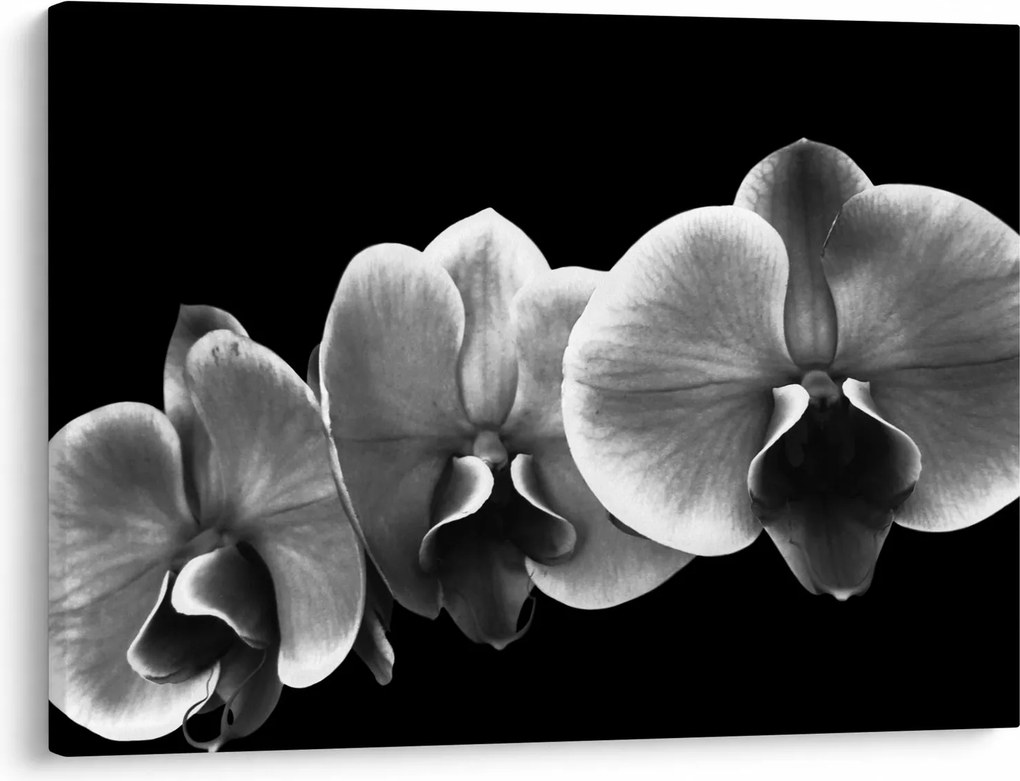 Tablou floare de orhidee (70x50 cm)