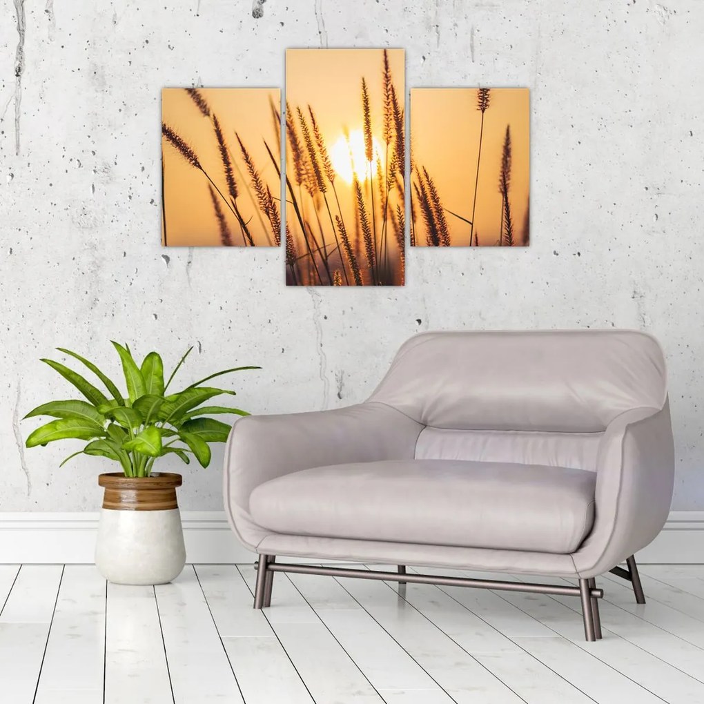 Tablou - Iarbă la soare (90x60 cm)