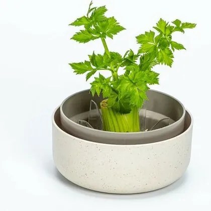 Plastia Regrow,  fildeș
