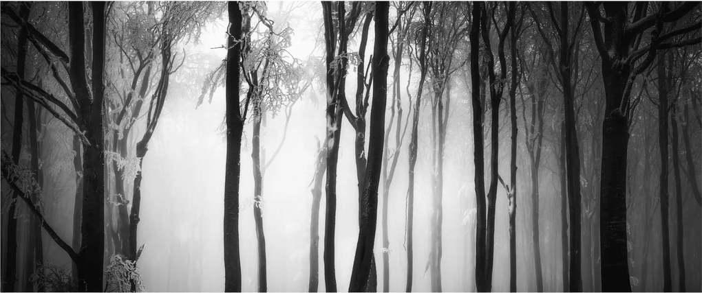 Tablou - Lup în pădurea întunecată (120x50 cm)