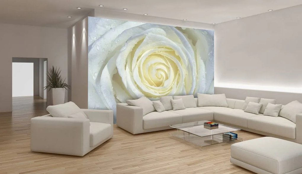 Fototapet - Trandafir alb (152,5x104 cm)