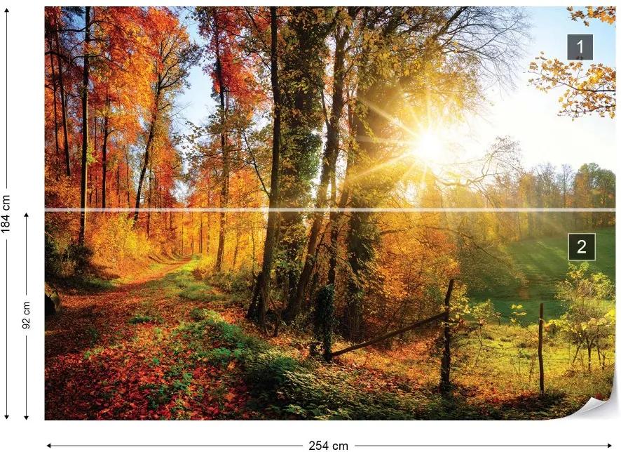 Fototapet GLIX - Sunrise In Autumn Forest + adeziv GRATUIT Tapet nețesute - 254x184 cm