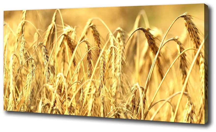 Tablou pe pânză canvas Cereale